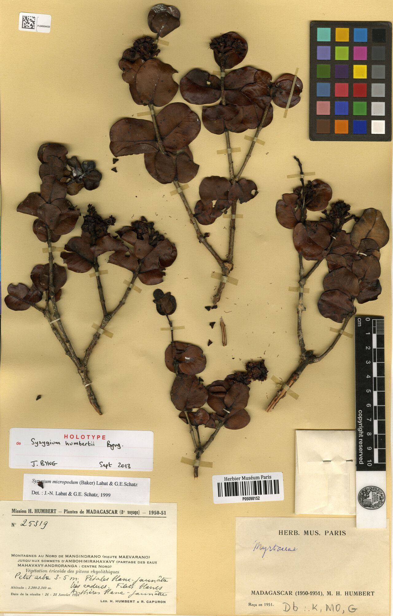 Syzygium humbertii — houseplant care guide