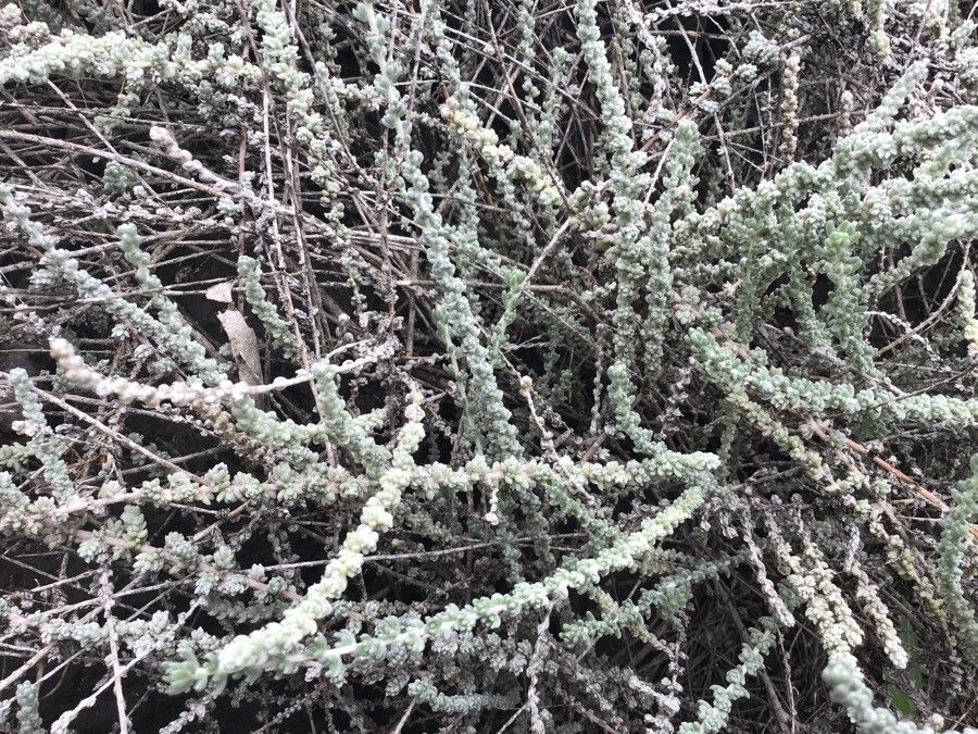 Bassia tomentosa leaf