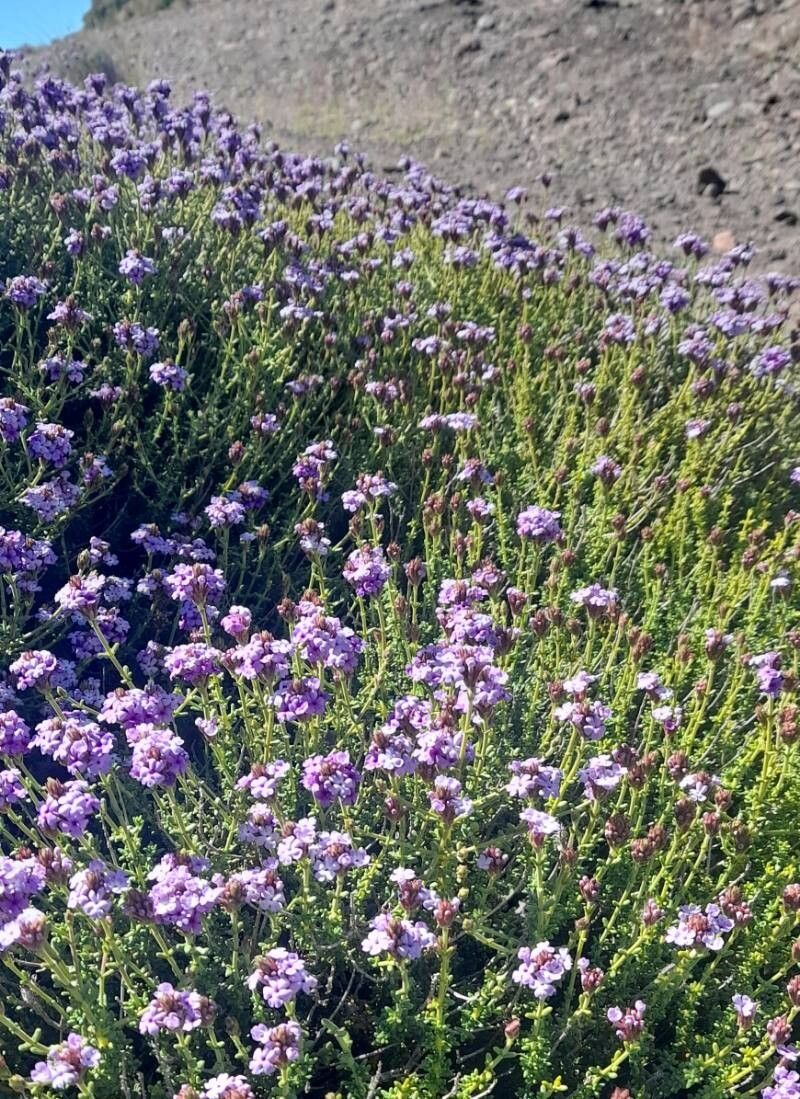 Junellia succulentifolia habit