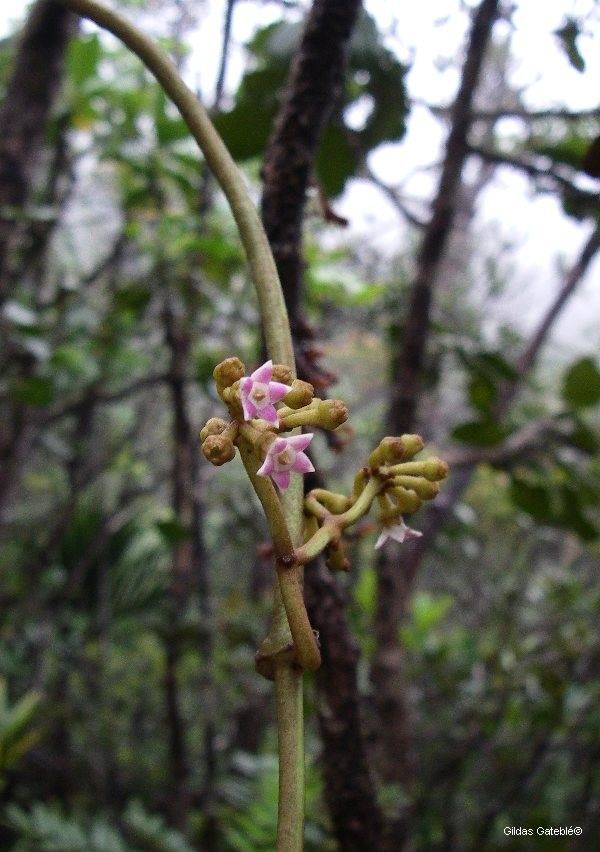 Parsonsia macrophylla habit