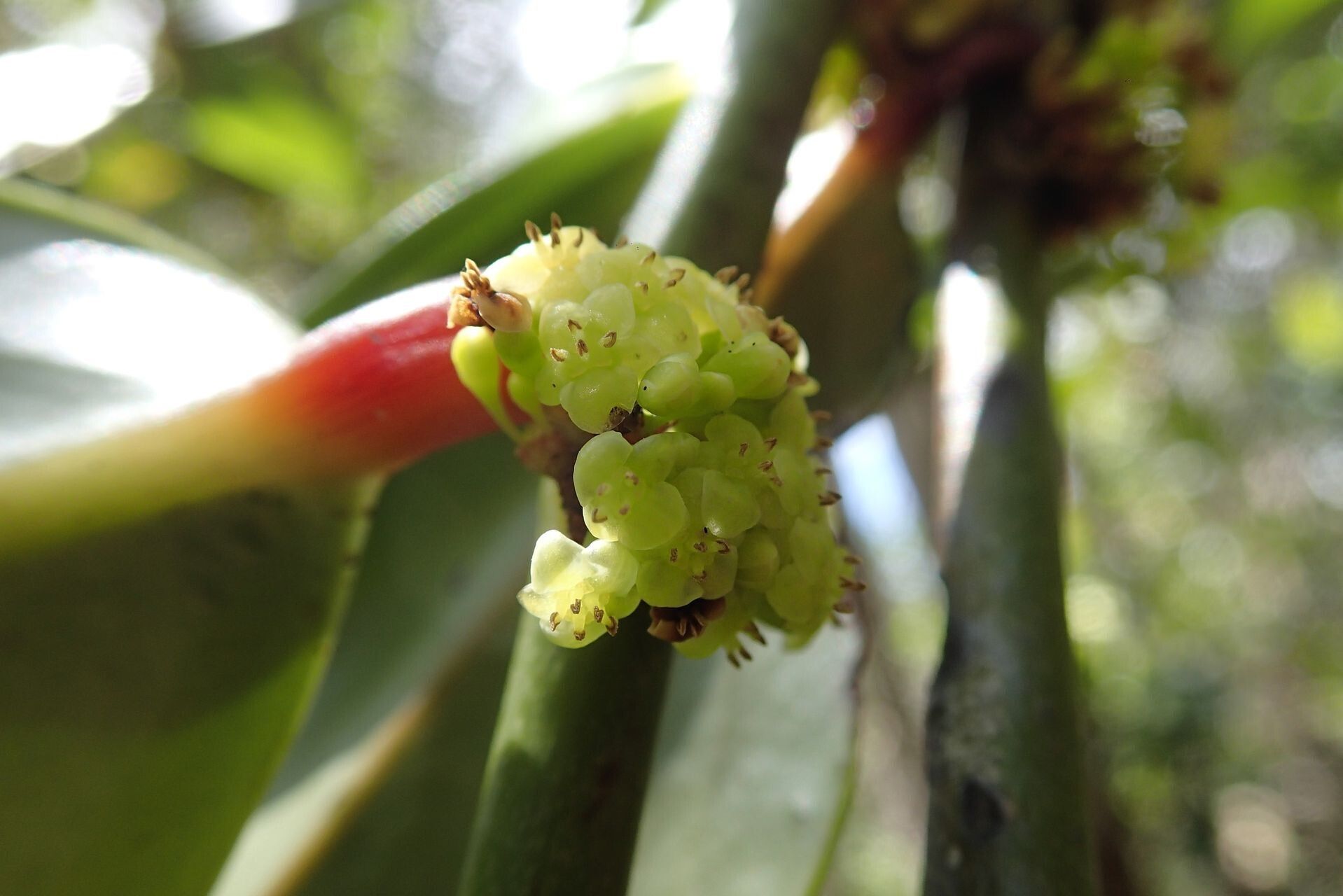 Phyllanthus carlottae fruit