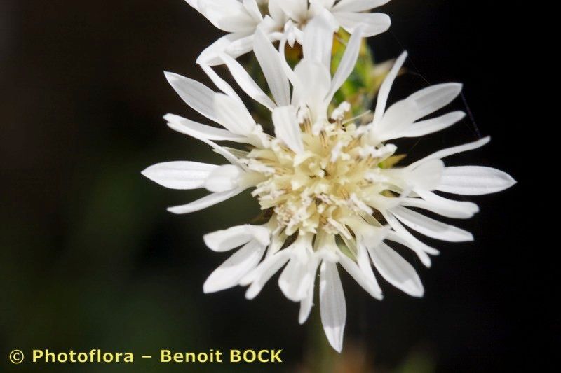 Volutaria bollei flower