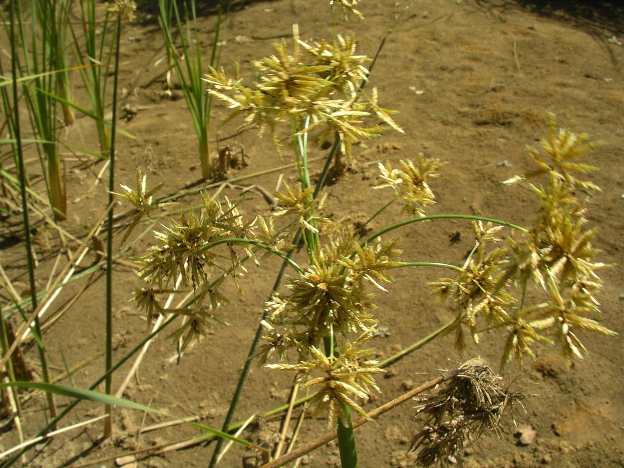 Cyperus articulatus habit