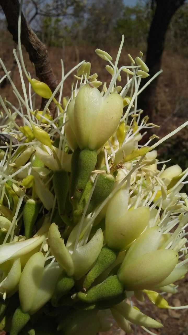 Daniellia oliveri flower
