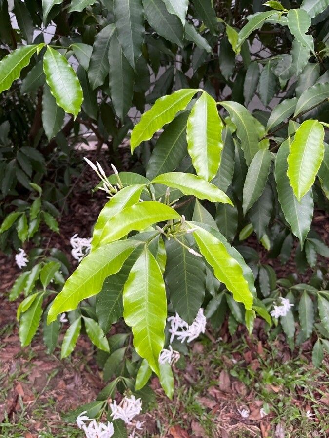 Tabernaemontana stapfiana leaf