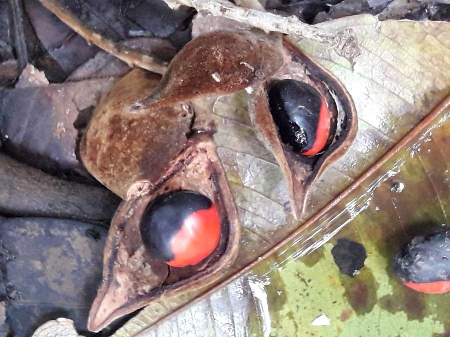 Ormosia monosperma fruit