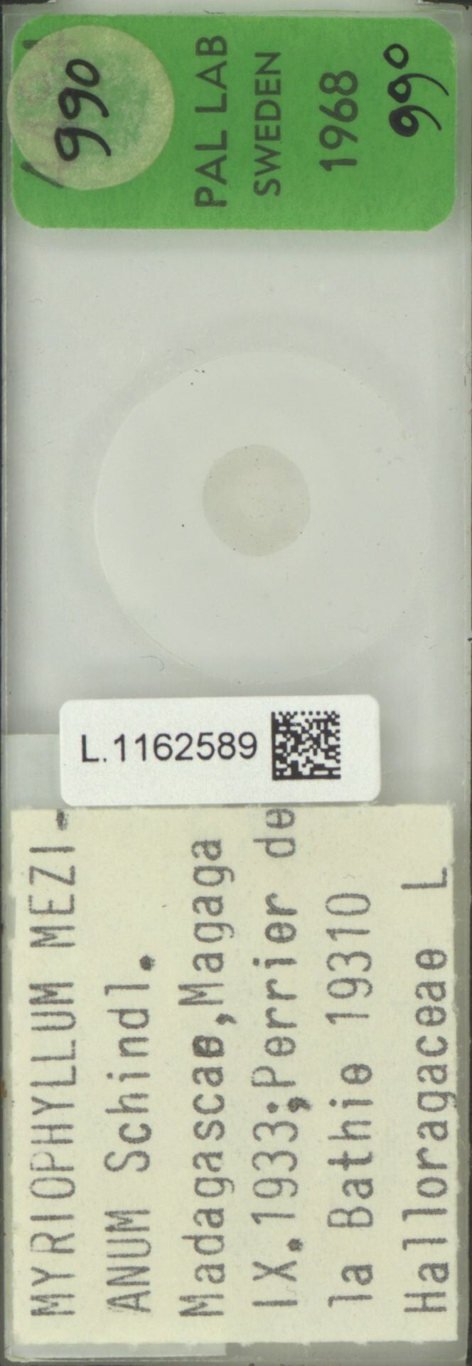 Myriophyllum mezianum — search result for 'Myriophyllum'