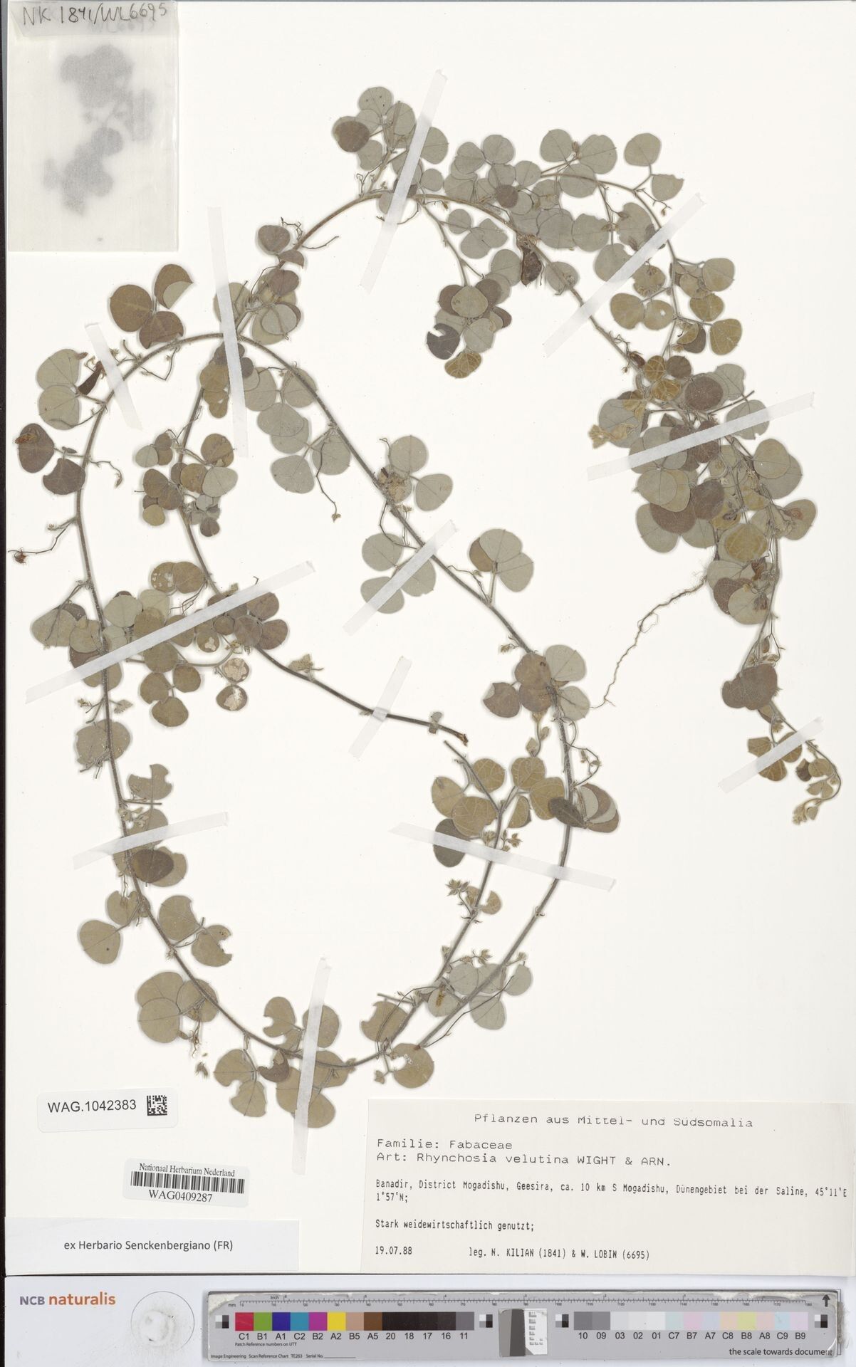 Rhynchosia velutina — houseplant care guide