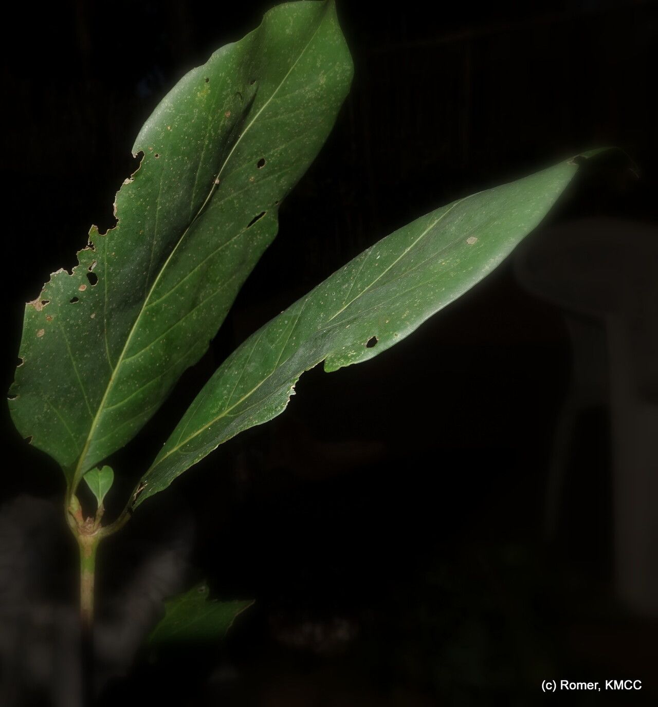 Pyrostria major — houseplant care guide