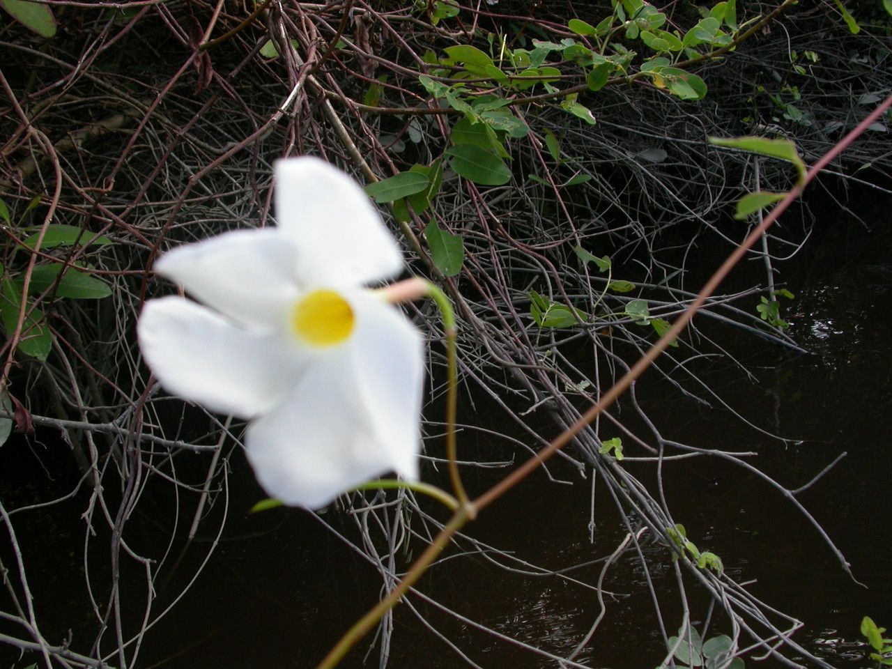Rhabdadenia biflora flower