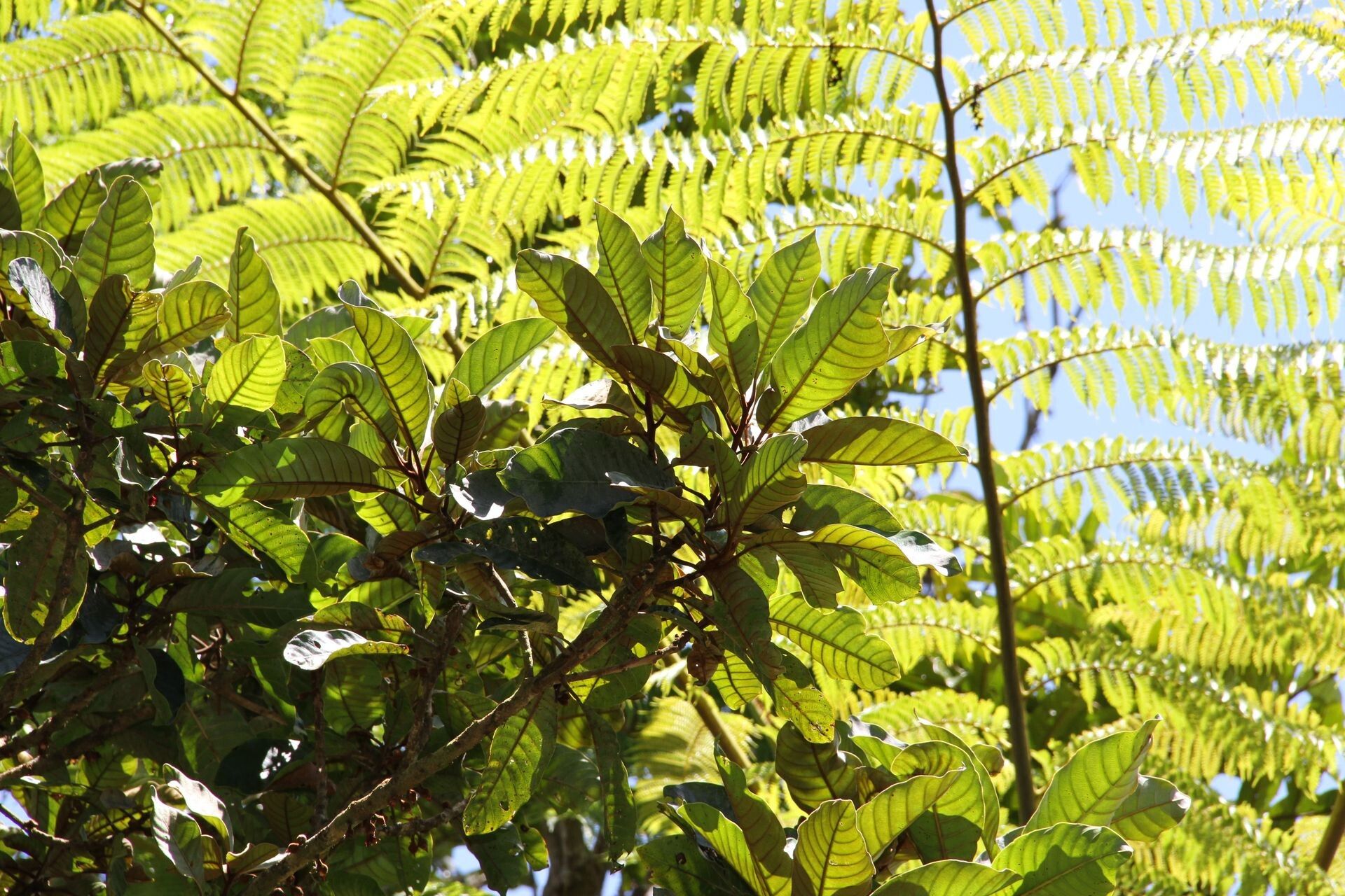 Pycnandra benthamii leaf