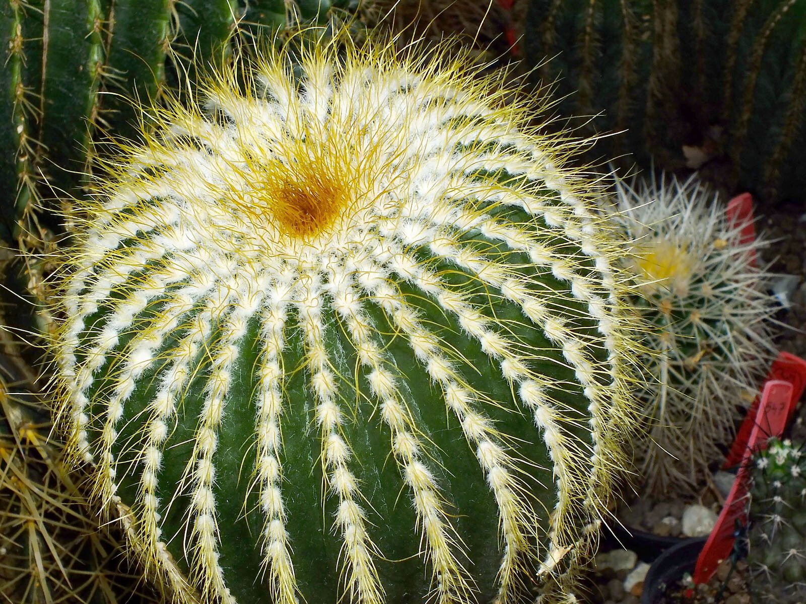 Parodia schumanniana leaf