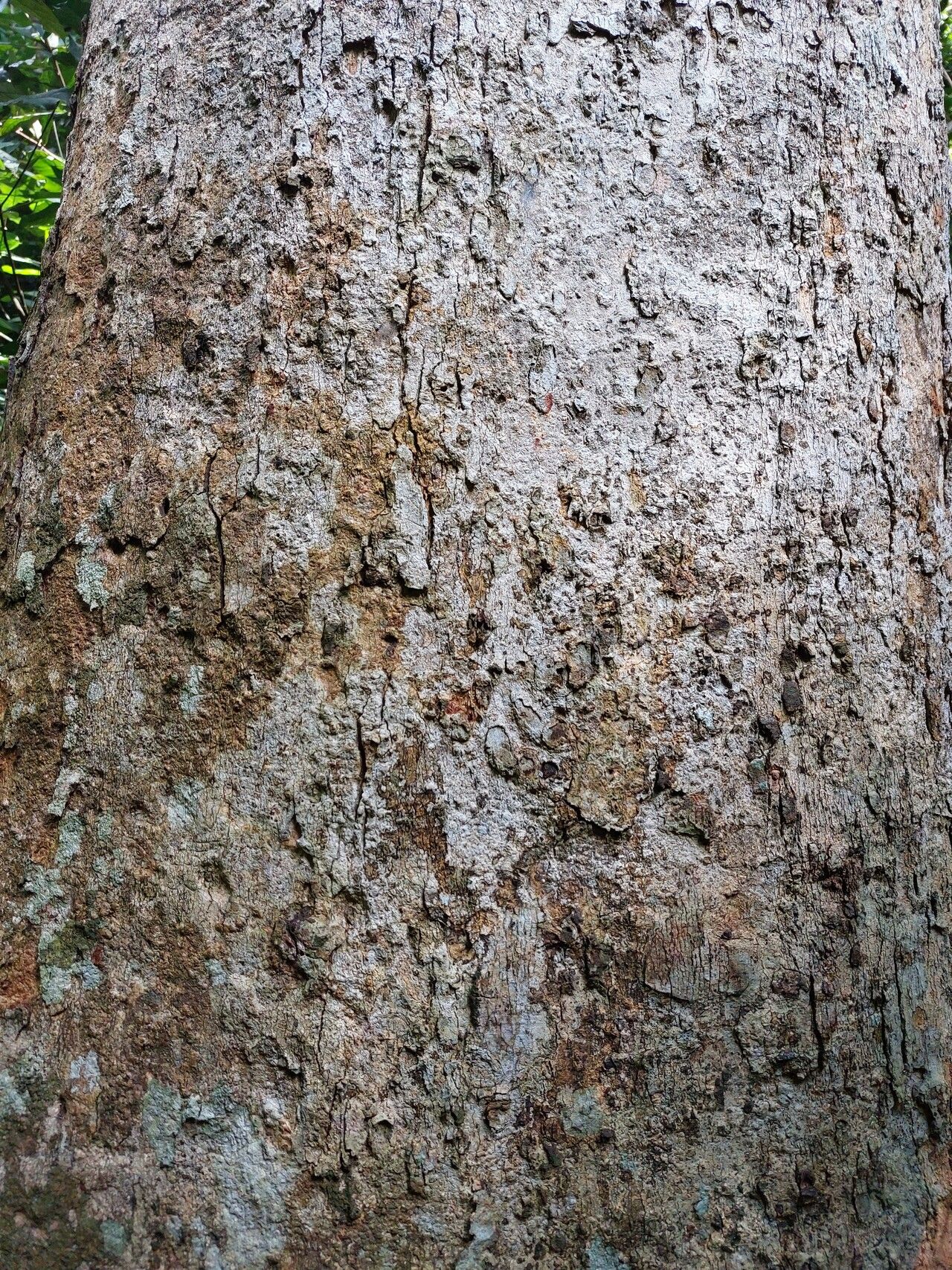 Parinari hypochrysea bark