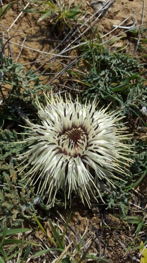 Rhaponticum acaule flower