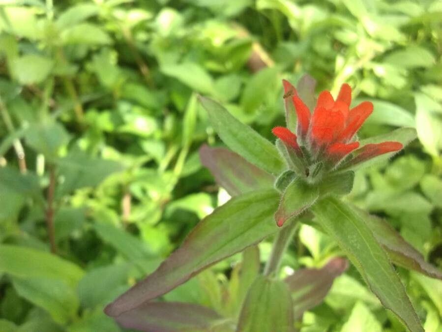 Castilleja haitiensis flower