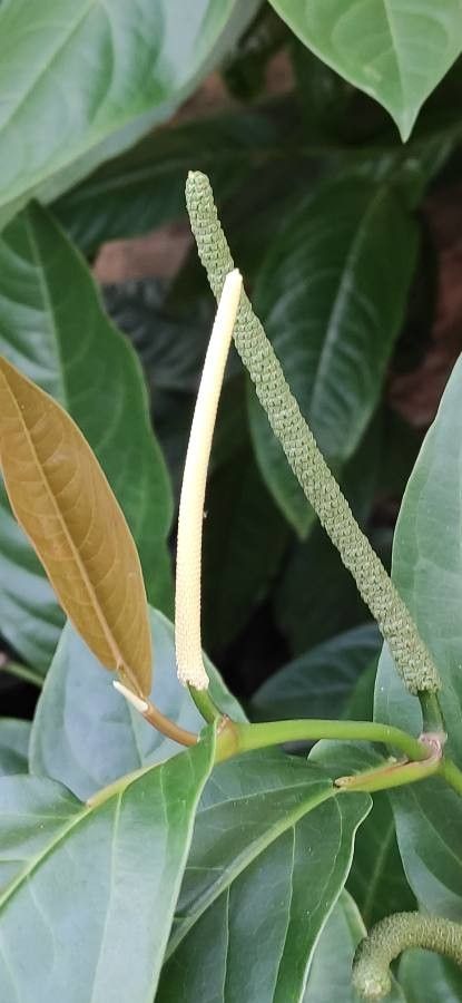 Piper arboreum flower