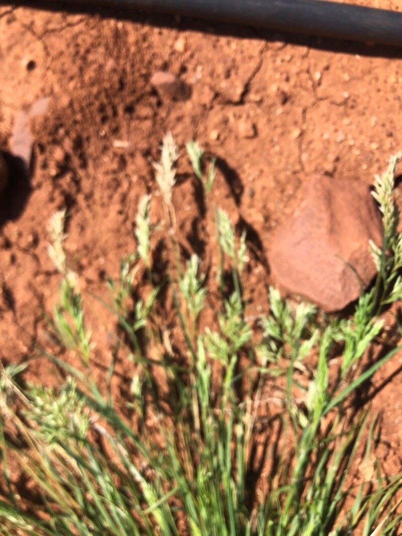 Festuca octoflora — search result for 'Festuca'