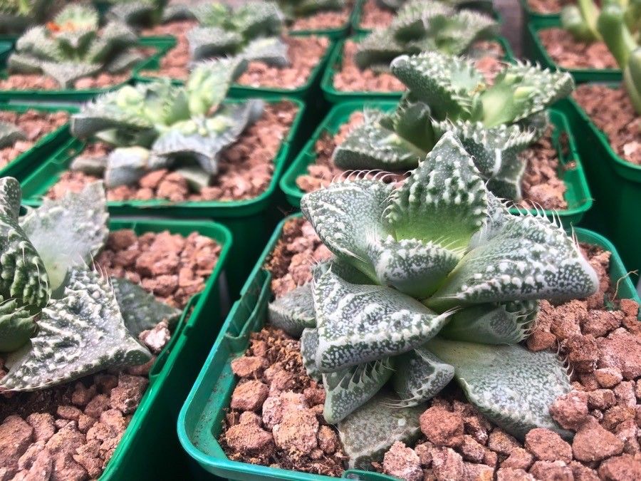 Faucaria tigrina — search result for 'Aizoaceae'