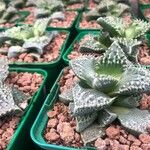 Faucaria tigrina