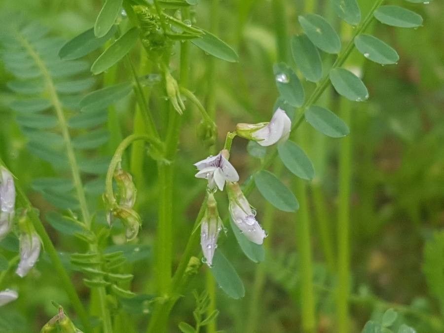 Vicia ervilia flower