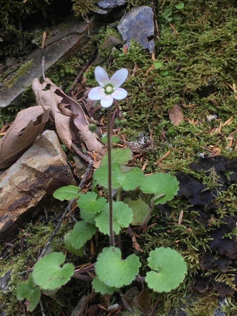 Saxifraga taygetea habit