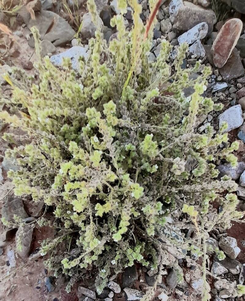Cryptantha diffusa habit