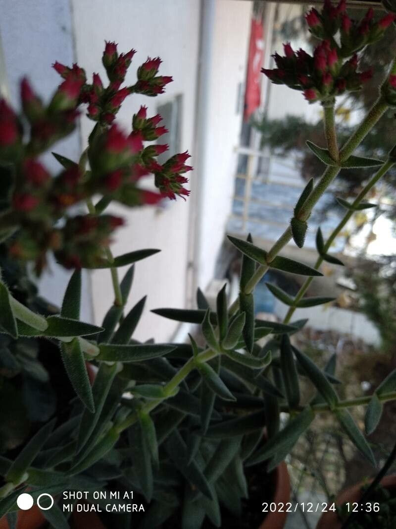 Crassula mesembryanthoides flower