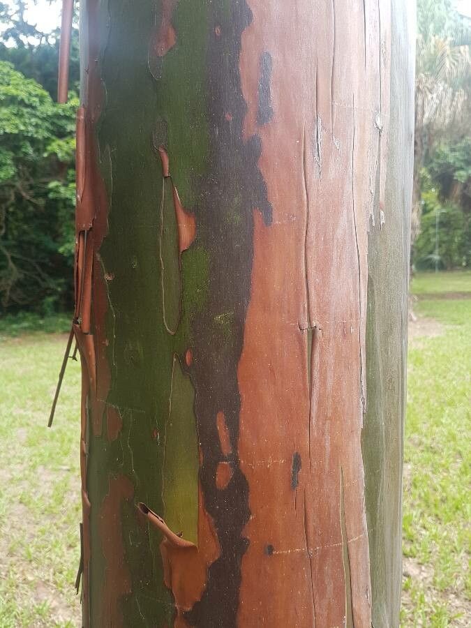 Calycophyllum spruceanum bark