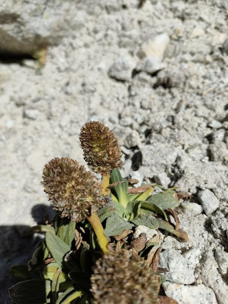Valeriana pycnantha fruit