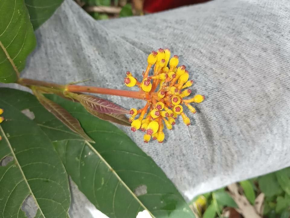 Palicourea australis — houseplant care guide