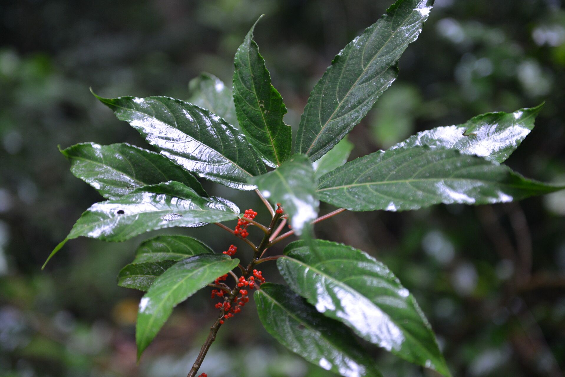 Urera guanacastensis flower