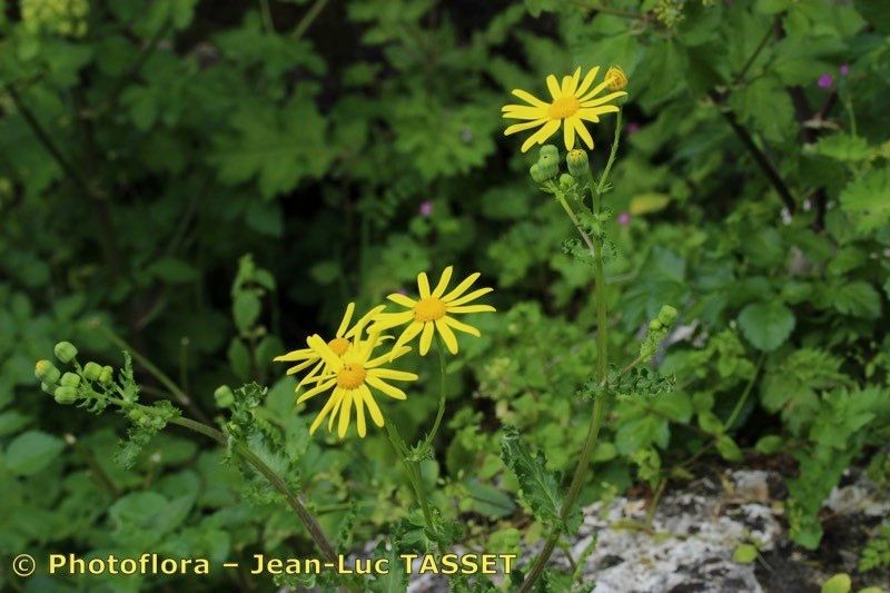 Senecio petraeus flower