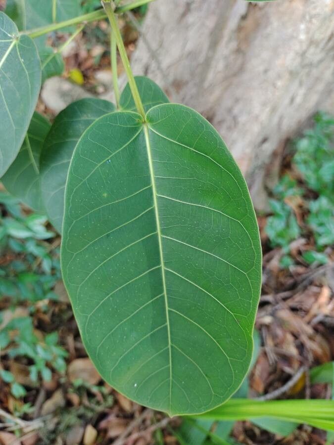 Ficus guaranitica — houseplant care guide