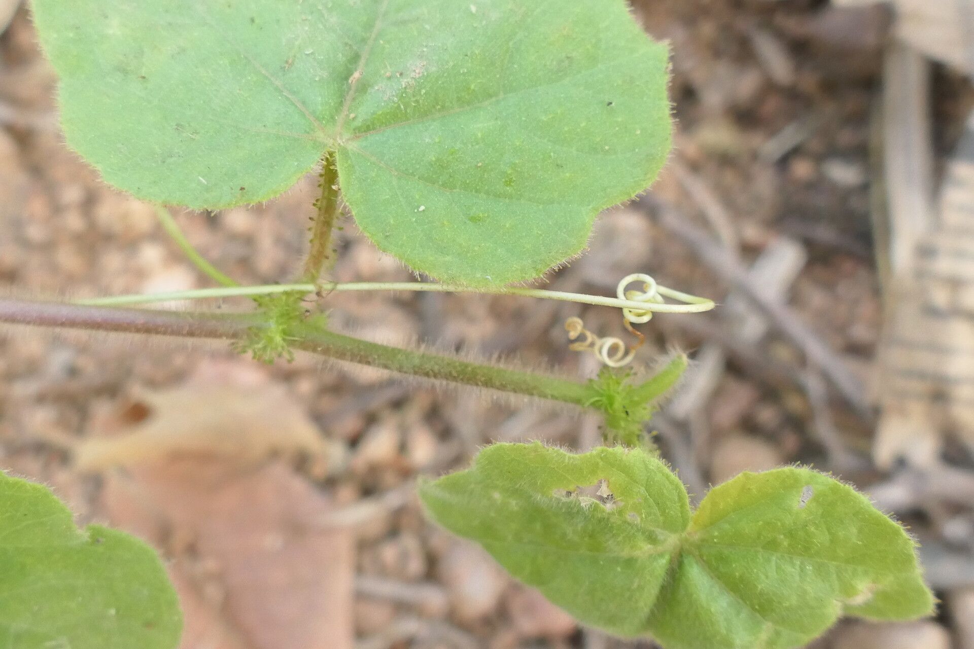 Passiflora vesicaria bark