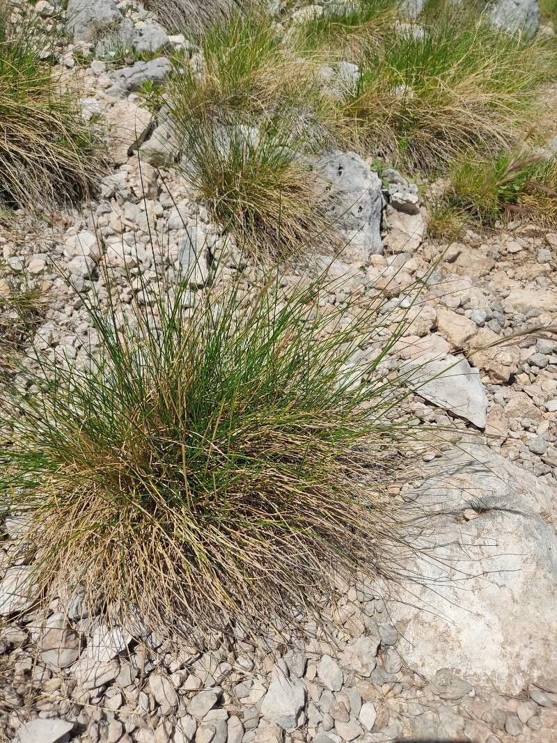 Festuca bosniaca — houseplant care guide