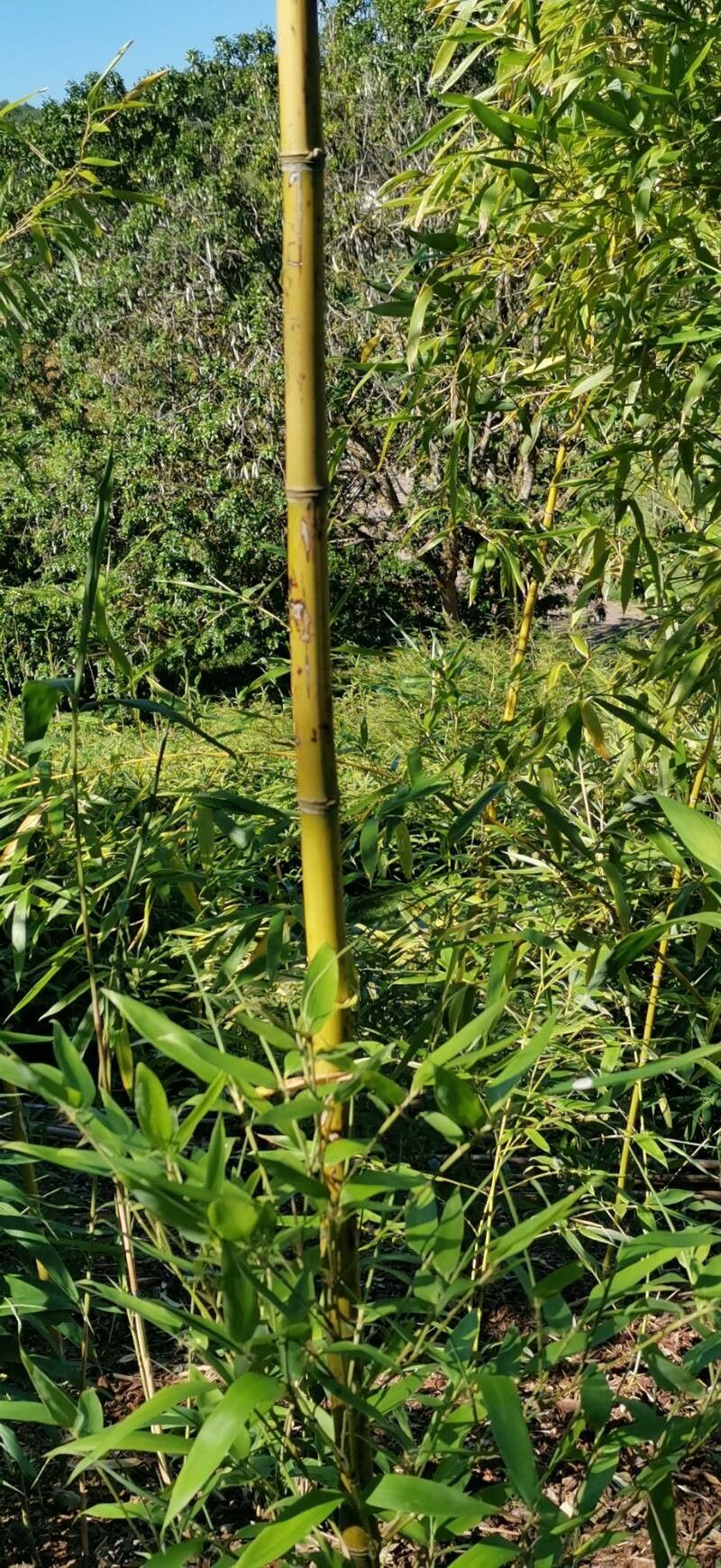 Phyllostachys violascens bark