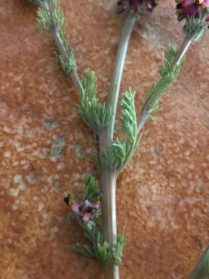 Platycapnos spicata — houseplant care guide