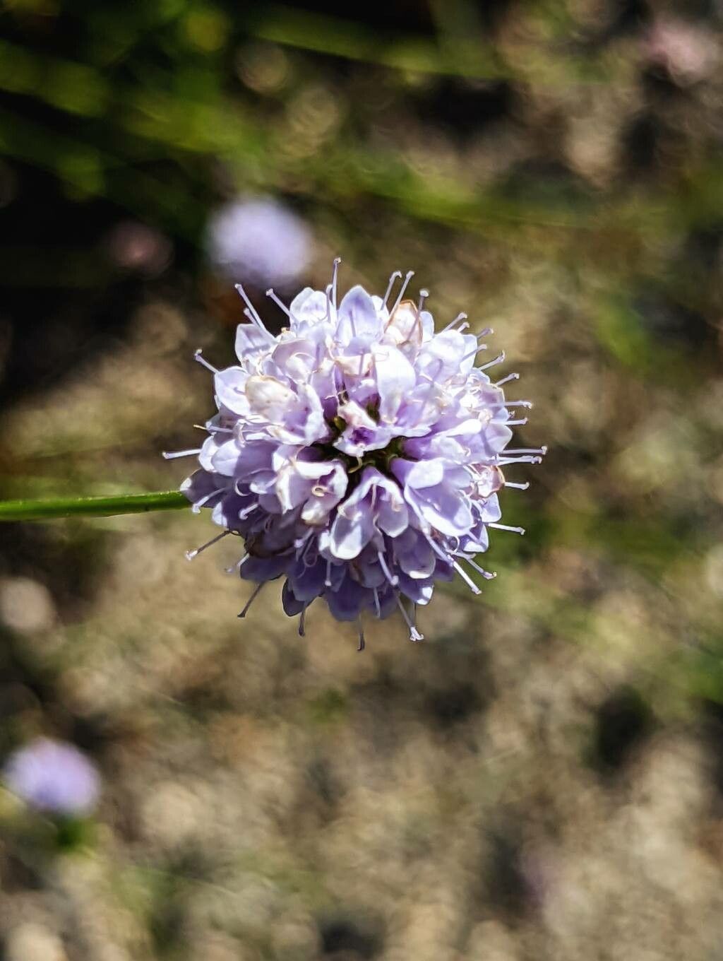 Succisella inflexa flower