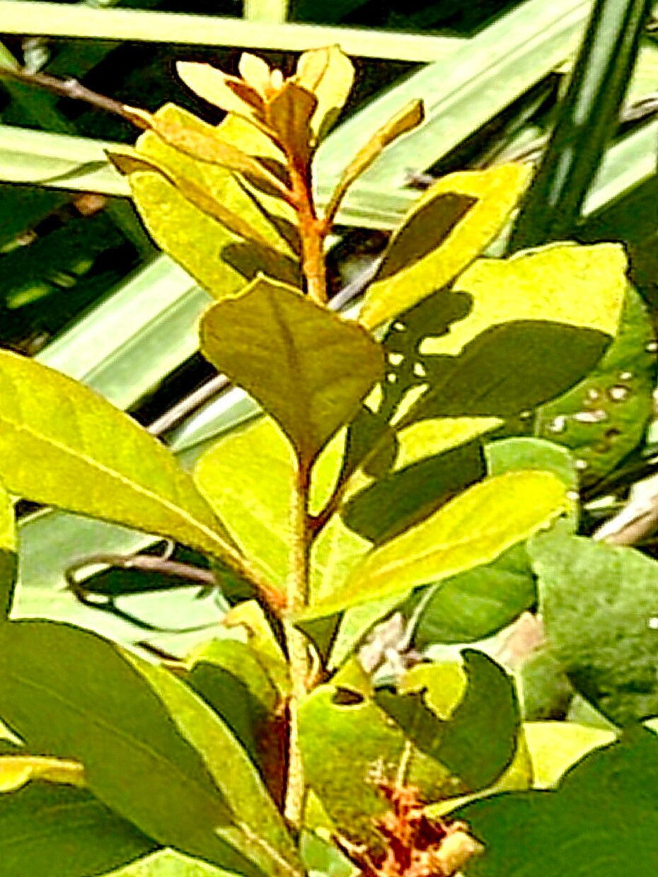 Lyonia fruticosa — related species from the same genus