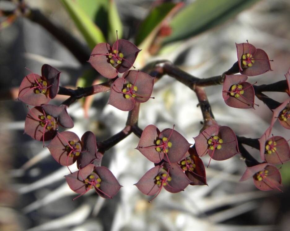 Euphorbia leandriana flower