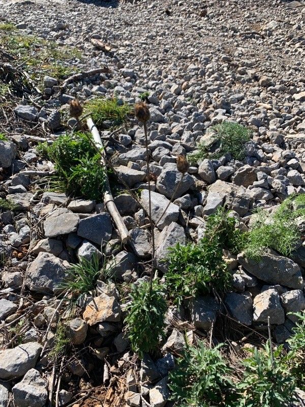 Centaurea corymbosa leaf