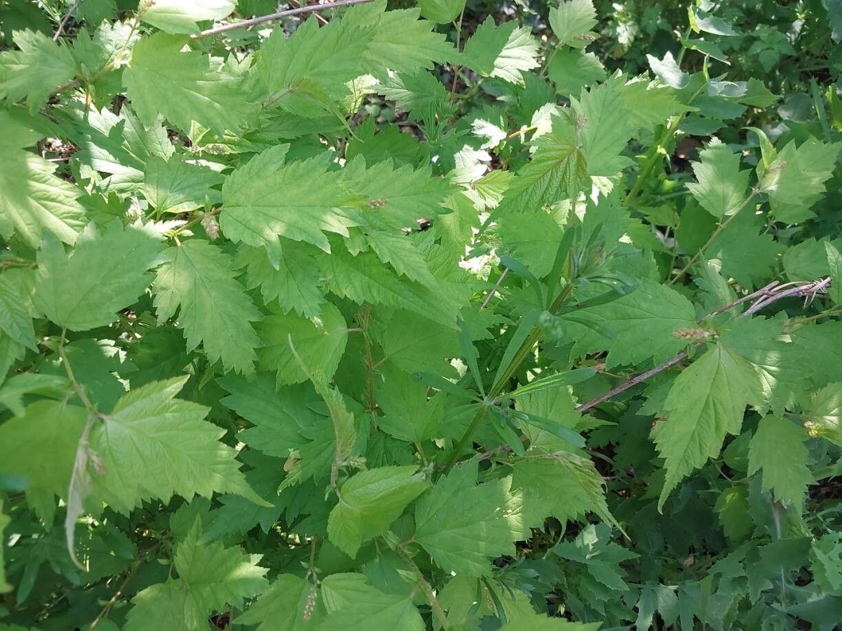 Neillia uekii — houseplant care guide