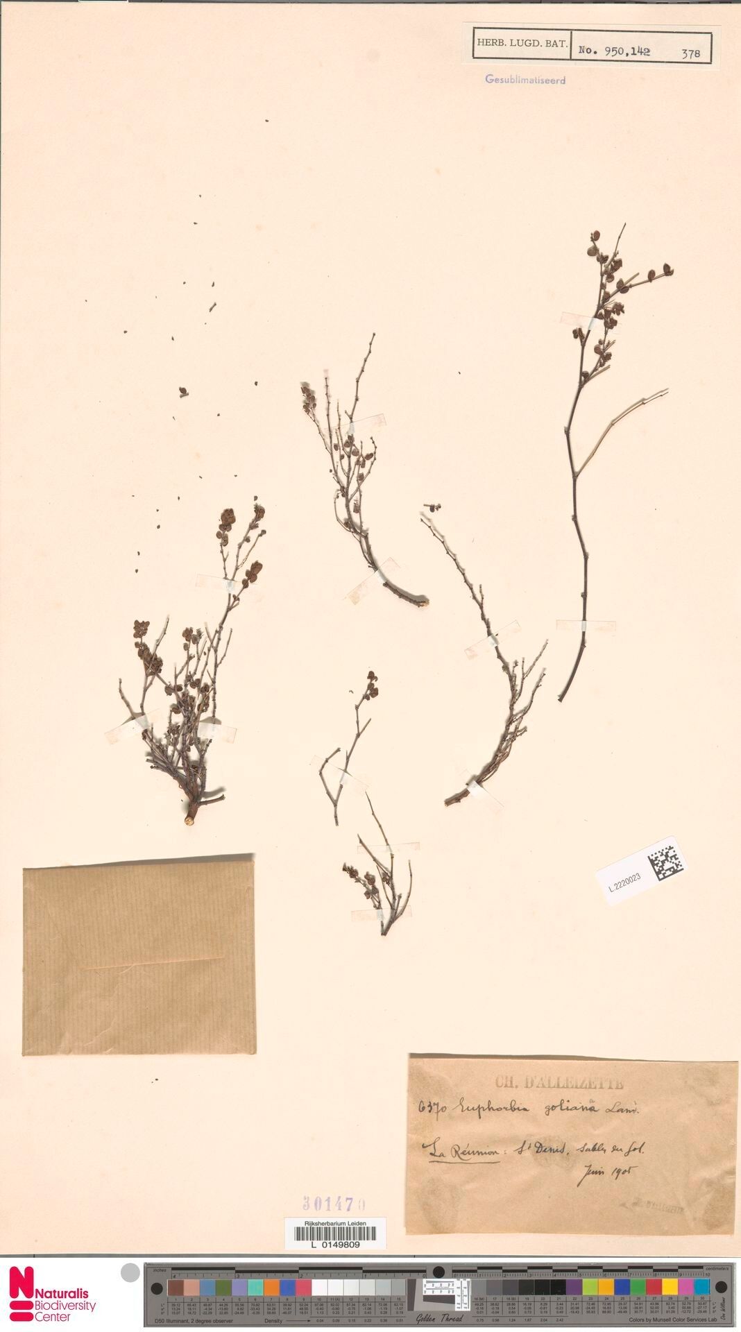 Euphorbia goliana — houseplant care guide