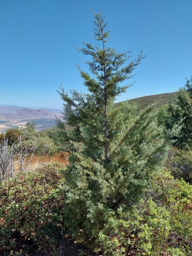 Hesperocyparis stephensonii habit