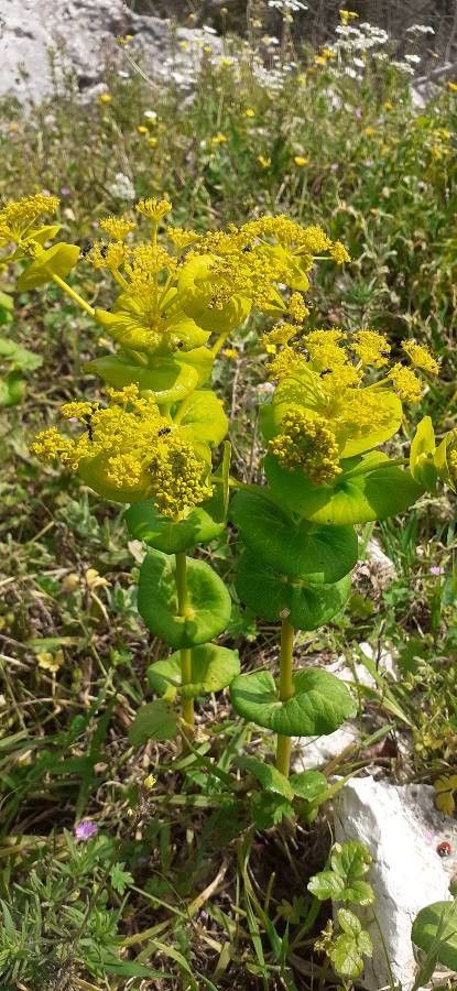 Smyrnium perfoliatum flower