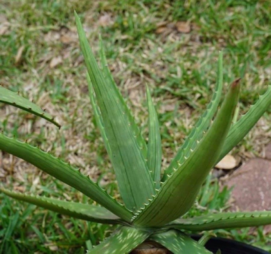 Aloe swynnertonii leaf