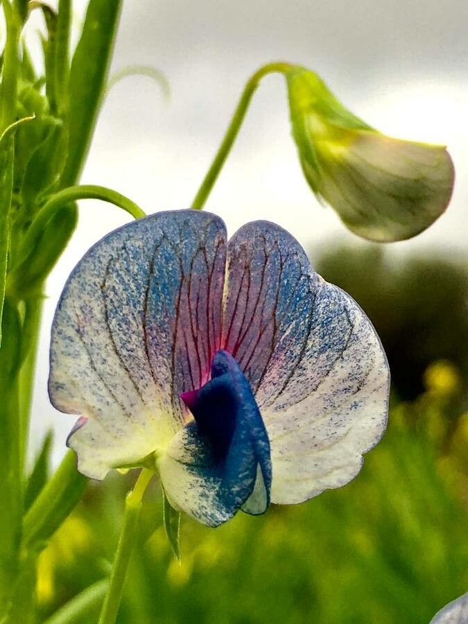 Lathyrus sativus flower