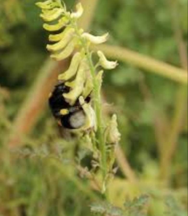 Corydalis chelidoniifolia — houseplant care guide