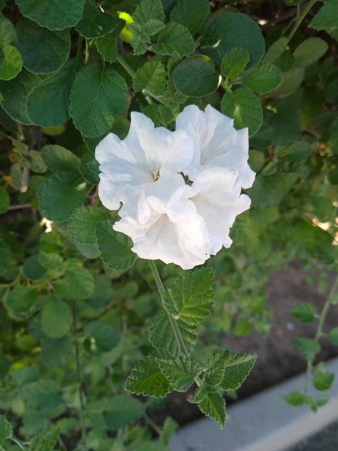 Cordia parvifolia — search result for 'Cordia'
