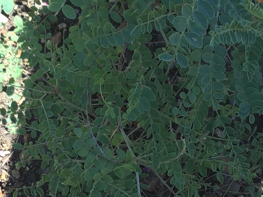 Hedysarum multijugum habit